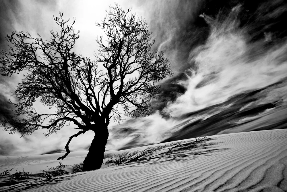 Lone tree in desert dunes black and white landscape photograph by Francis Keating